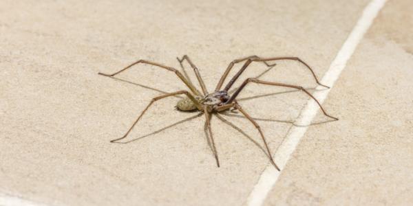 A spider crawling indoors