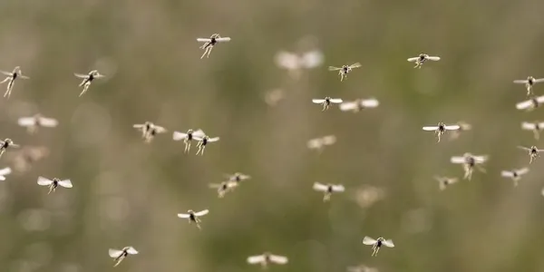 a swarm of mosquitoes