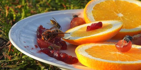 Yellow jackets feeding on oranges and jam on plate
