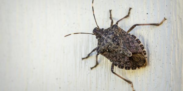 tick-on-wall