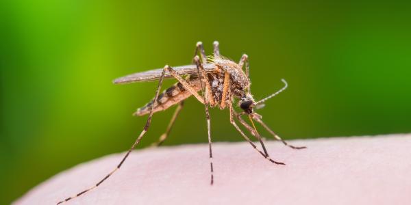 Mosquito biting a human