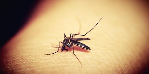 Mosquito Biting Human
