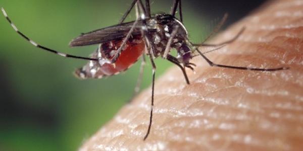 Mosquito biting human