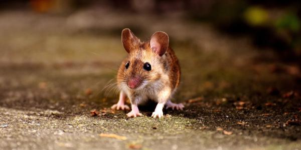 mouse walking on the pavement