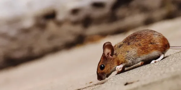 House mouse running along floor