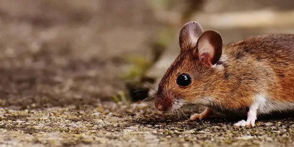 mouse walking on a path