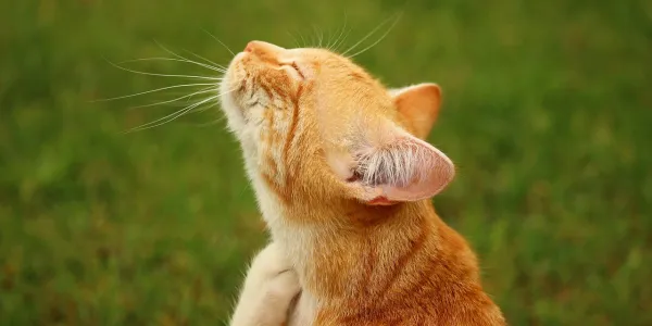 orange-cat-scratching-in-lawn