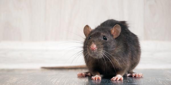 Rat sitting on floor in home