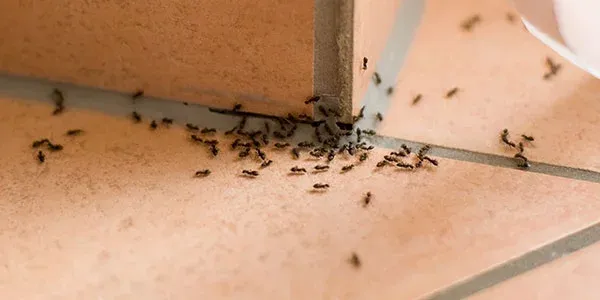 ants on a tile floor
