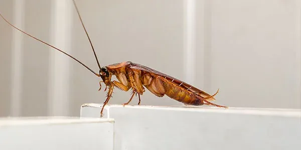cockroach on a countertop