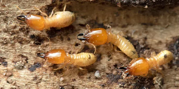 termites on wood