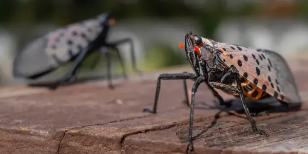 spotted lanternfly 