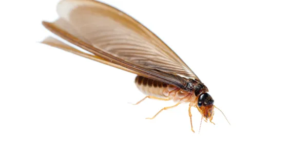 a close up photo of a termite swarmer