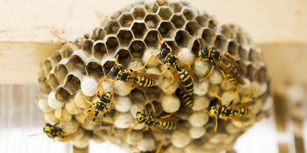 Wasp Nest