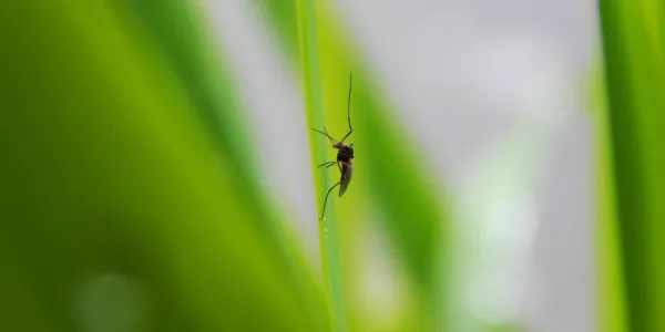 mosquito on leaf
