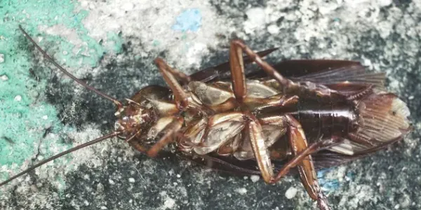 cockroach laying on its back