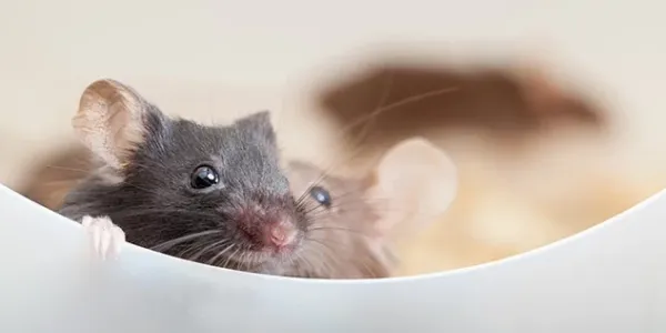 two mice sitting in a bowl