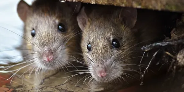 two mice sitting next to each other