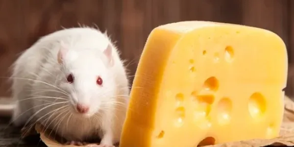 white rat with red eyes sitting next to a piece of cheese