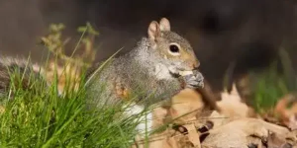 squirrel eating an acorn in the grass