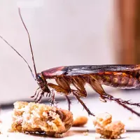 cockroach eating cookies inside home