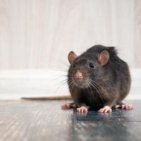 Rat sitting on floor in home