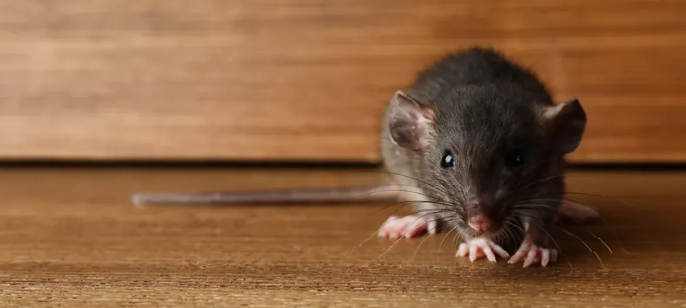 Rat hiding in attic