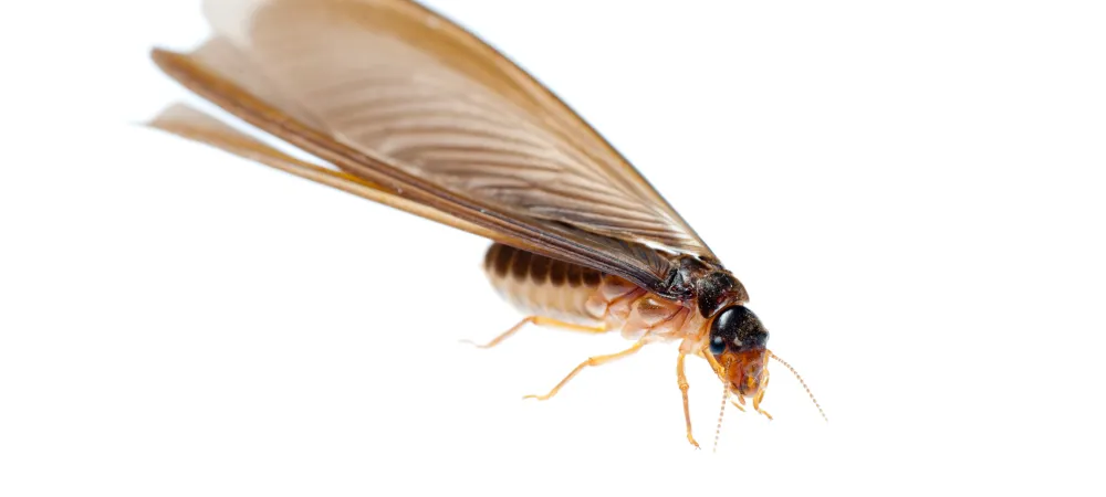a close up photo of a termite swarmer