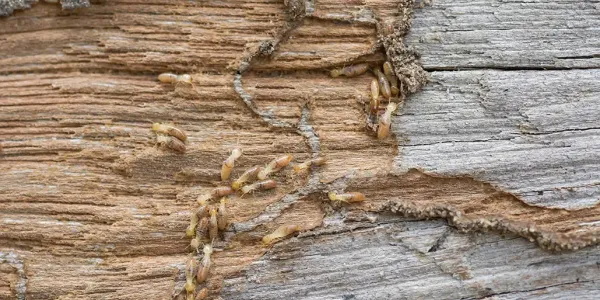 Termites making a home in firewood