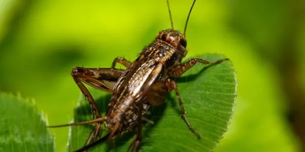 cricket on a leaf